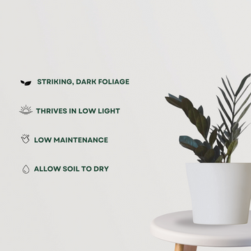 Raven black ZZ plant - air purifier